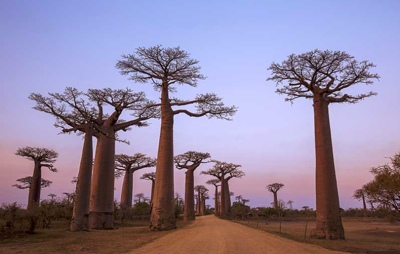 Best Things to See and Do in Madagascar