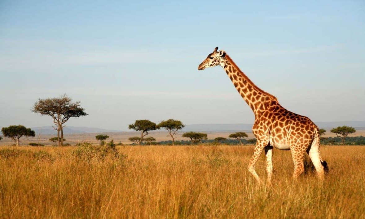 Useful Things to Know Before Booking Your Trip to Kenya