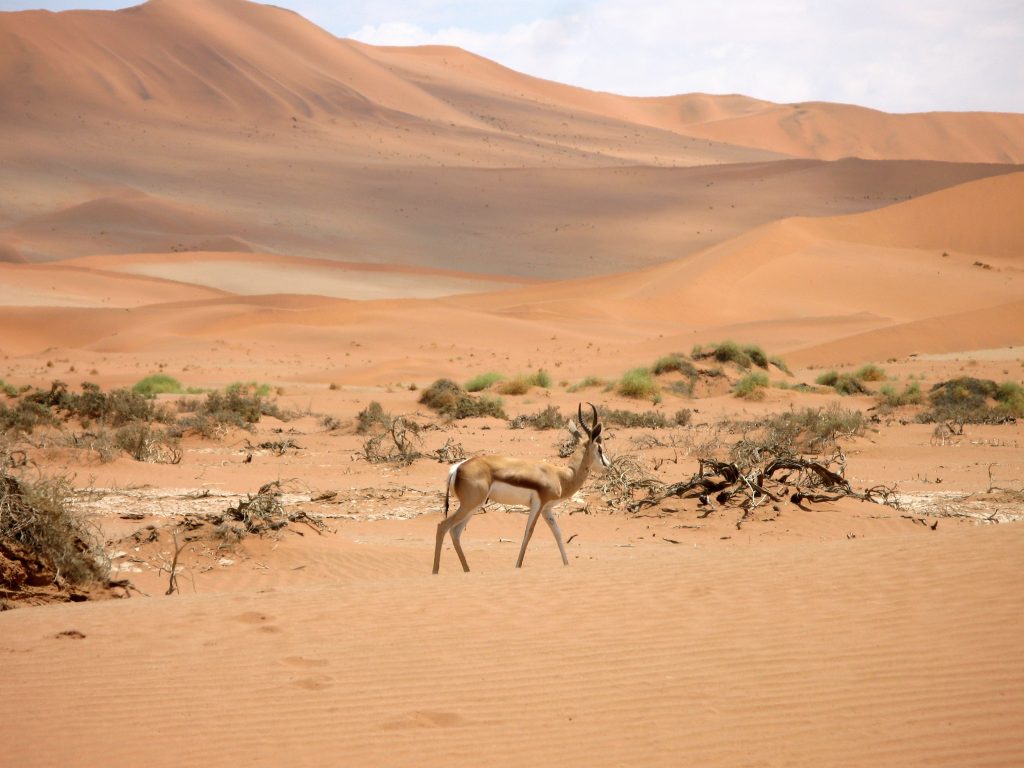 10 Best Things to See and Do in Namibia