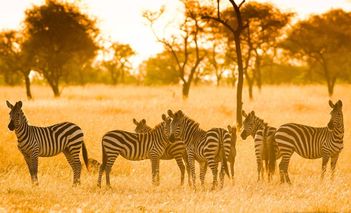 10 Best and Must-Visit National Parks in Africa